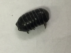 Armadillidium vulgare