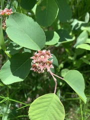 Amelanchier alnifolia