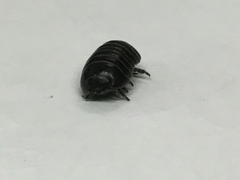 Armadillidium vulgare