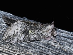 Syngrapha viridisigma