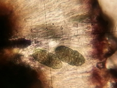 Rhizocarpon geminatum