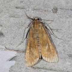 Parapoynx maculalis
