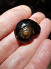 Victaphanta compacta