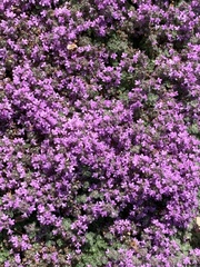 Thymus pseudolanuginosus