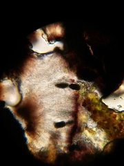 Rhizocarpon geminatum