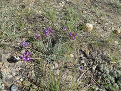 Astragalus missouriensis