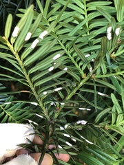 Pulvinaria floccifera