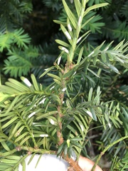 Pulvinaria floccifera