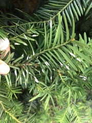 Pulvinaria floccifera