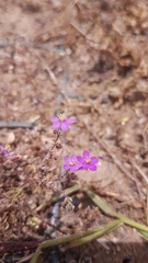 Spergularia purpurea