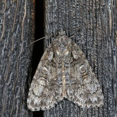 Acronicta increta