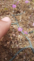 Spergularia purpurea