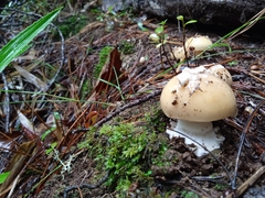 Amanita toxica