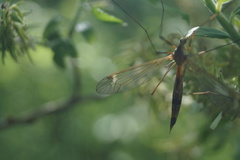 Tipula lunata