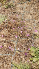 Spergularia purpurea