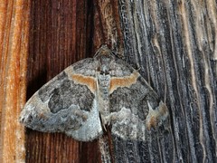 Dysstroma hersiliata