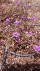 Spergularia purpurea