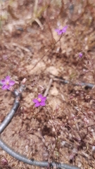Spergularia purpurea