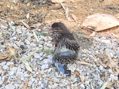 Nycticorax nycticorax