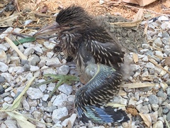 Nycticorax nycticorax