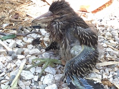 Nycticorax nycticorax