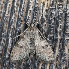 Palpita aenescentalis