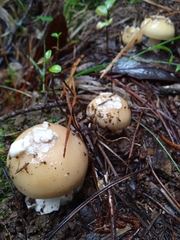 Amanita toxica