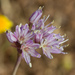 Allium howellii - Photo (c) Ken-ichi Ueda，保留部份權利CC BY