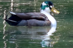 Anas platyrhynchos domesticus