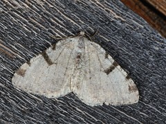 Macaria subcessaria
