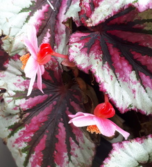 Begonia rex-cultorum
