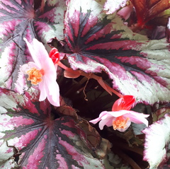 Begonia rex-cultorum