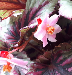 Begonia rex-cultorum