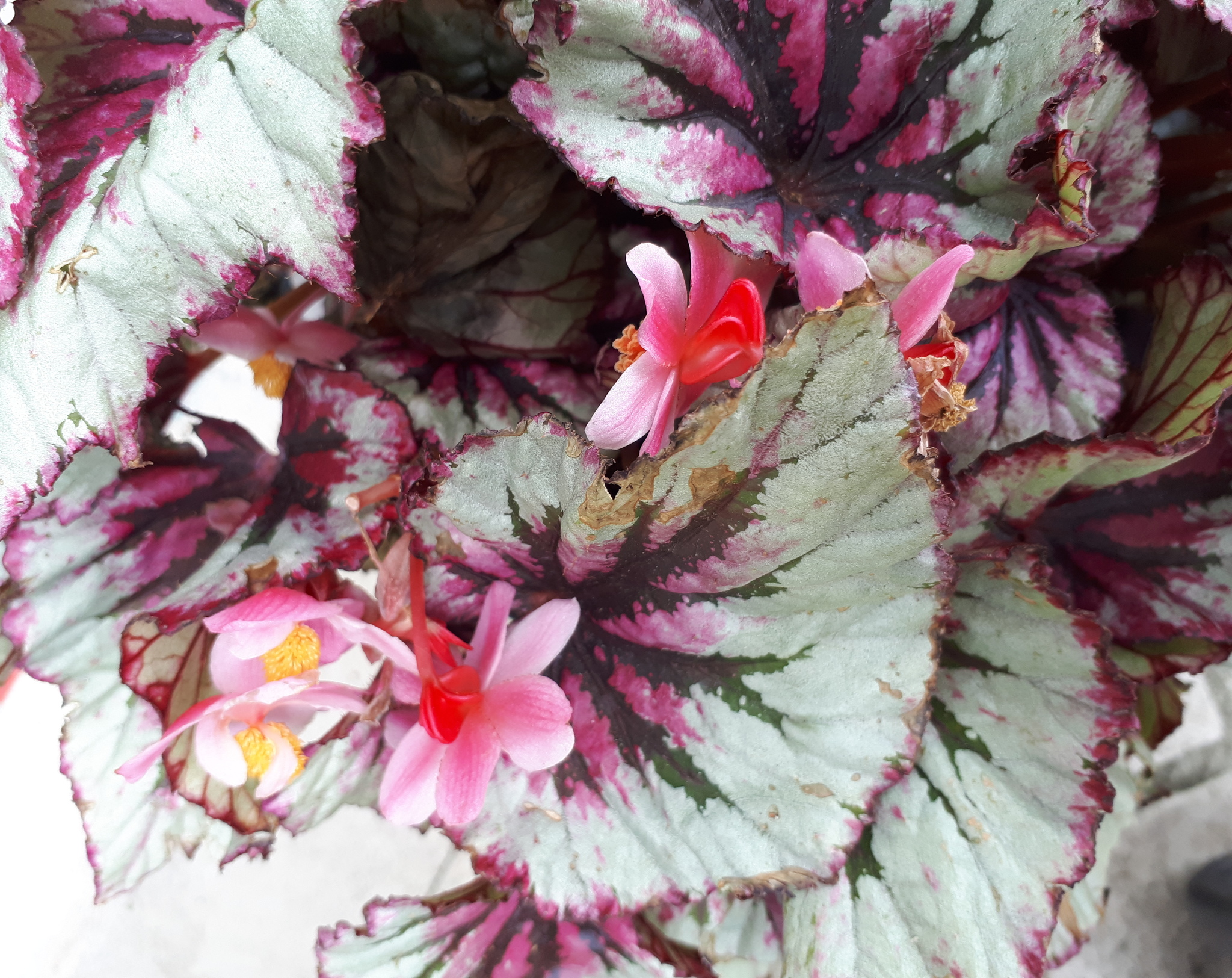 Hybrid Begonia rex-cultorum · iNaturalist United Kingdom