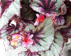 Begonia rex-cultorum