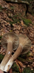 Lactarius costaricensis