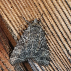Anaplectoides pressus