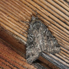 Anaplectoides pressus