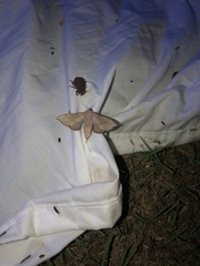 Cicinnus melsheimeri