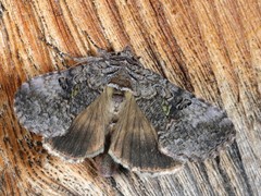 Syngrapha viridisigma