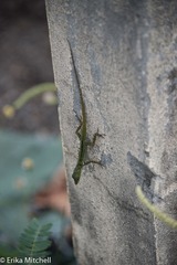 Anolis roquet salinei