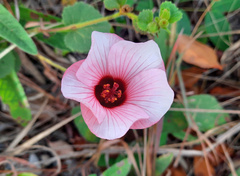 Pavonia grandiflora