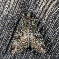 Anaplectoides pressus