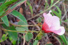 Pavonia grandiflora