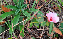 Pavonia grandiflora