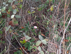 Pavonia grandiflora