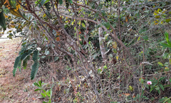 Pavonia grandiflora