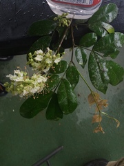 Macrolobium costaricense