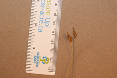 Carex concinna