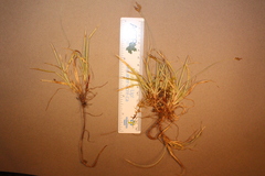 Carex concinna